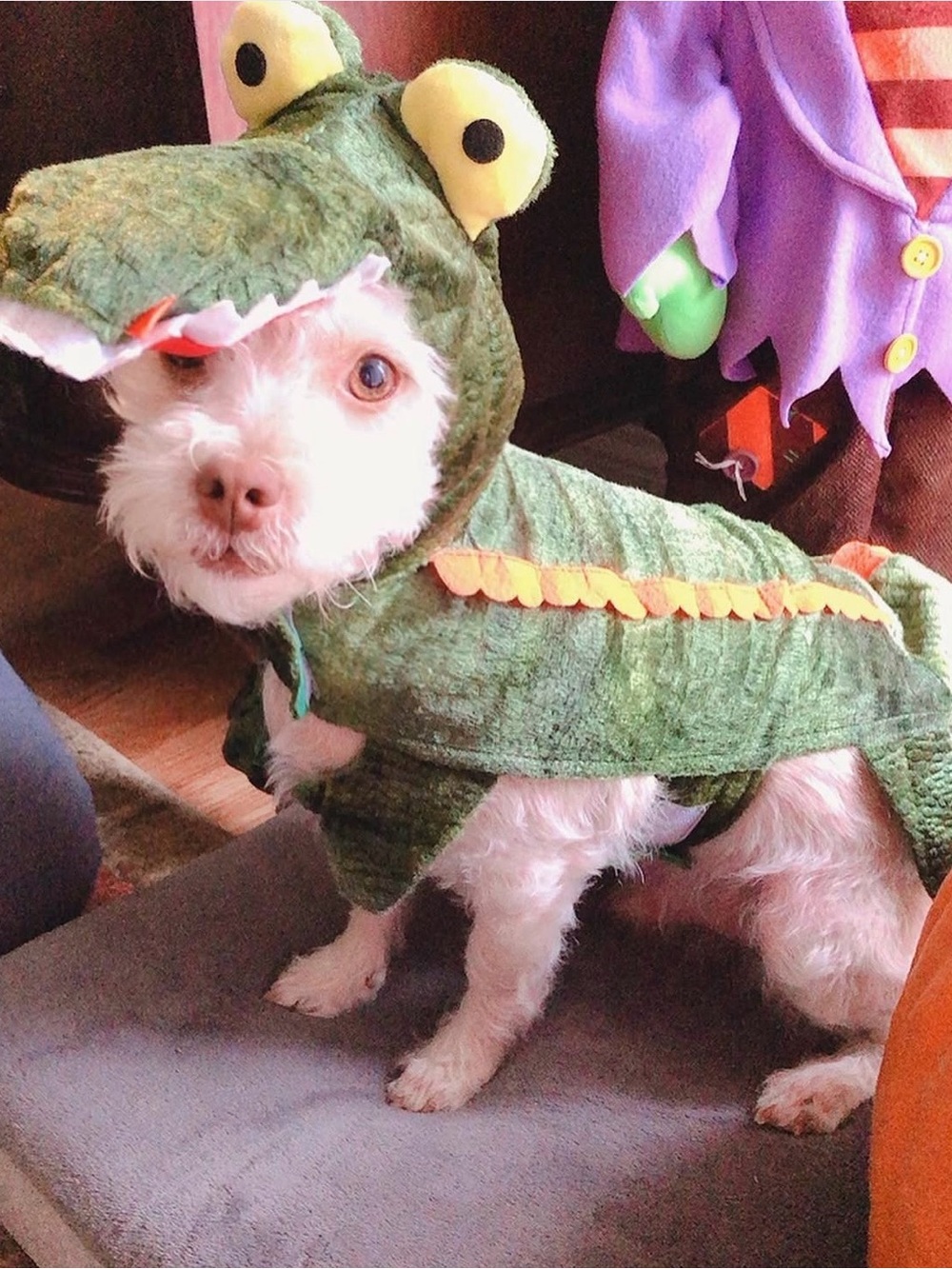 Bootique Petco Later Gator Alligator Dog Costume Size Small